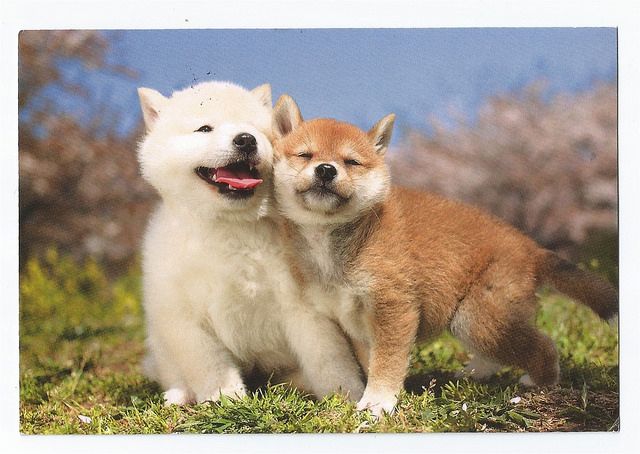 chó Kishu và Shiba không có sự khác biệt về kích thước